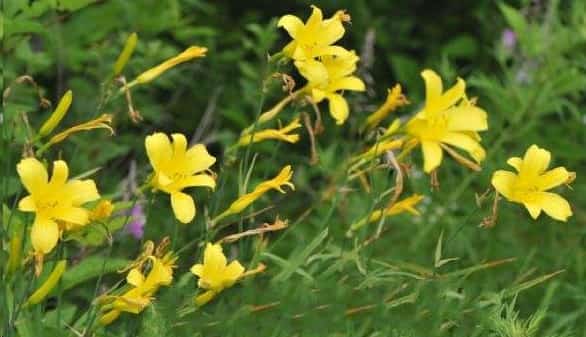 这些花名字土的掉渣