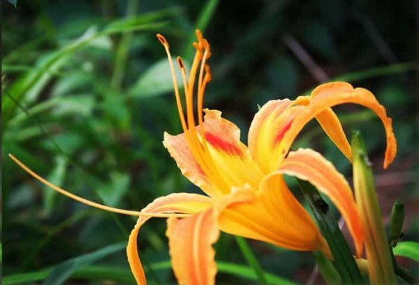 这些花名字土的掉渣