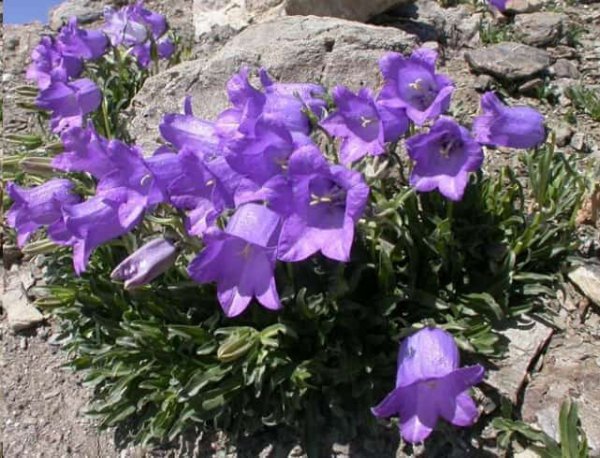 这些花名字土的掉渣
