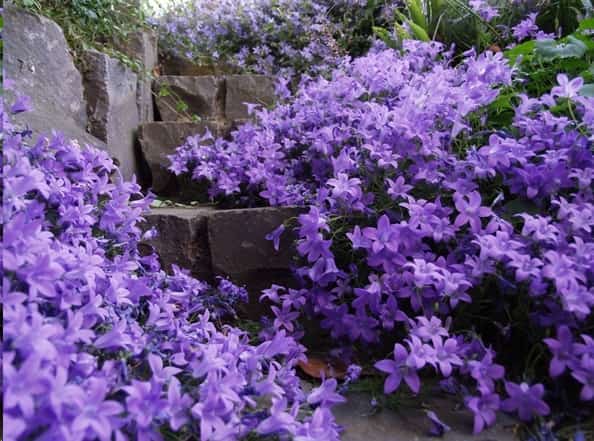 这些花名字土的掉渣