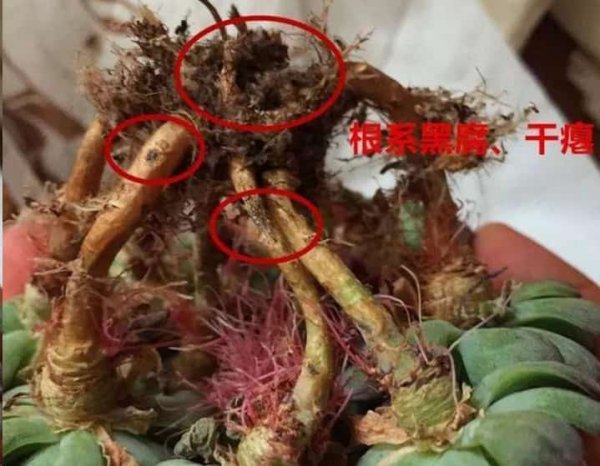 别不知道多肉这个表现