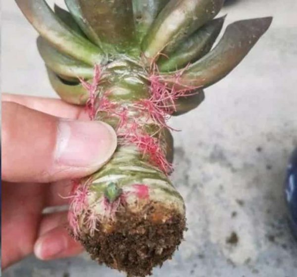 别不知道多肉这个表现