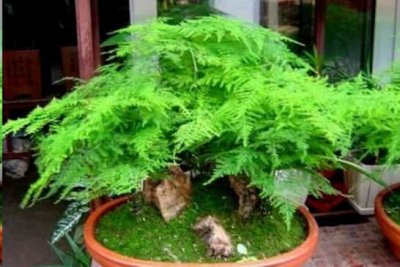 文竹这样养长的旺 文竹茂盛生长的养护技巧