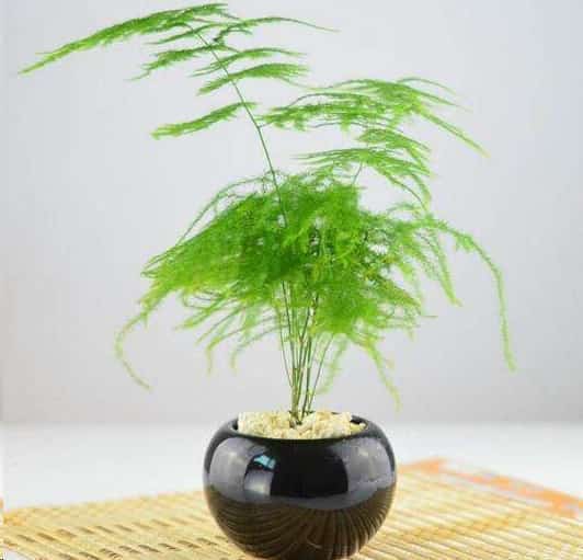文竹这样养长的旺
