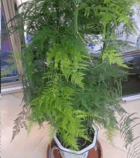 文竹这样养长的旺