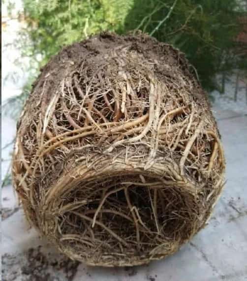 文竹这样养长的旺