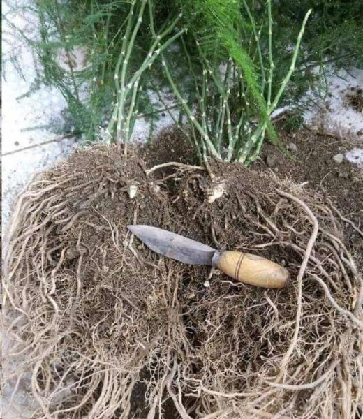 文竹这样养长的旺