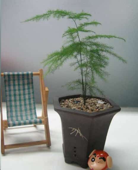 文竹这样养长的旺