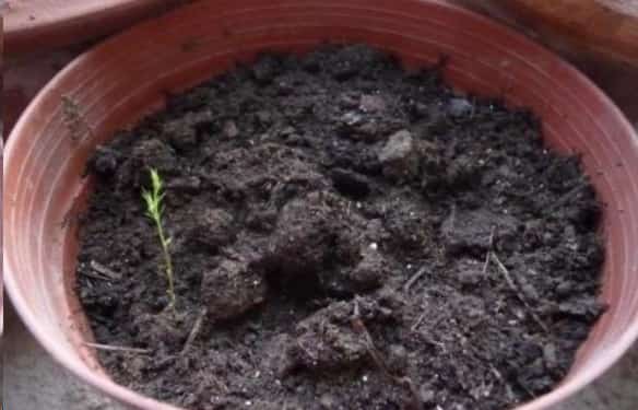 文竹这样养长的旺