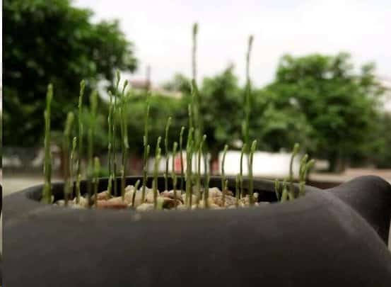 文竹这样养长的旺