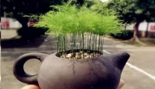 文竹这样养长的旺