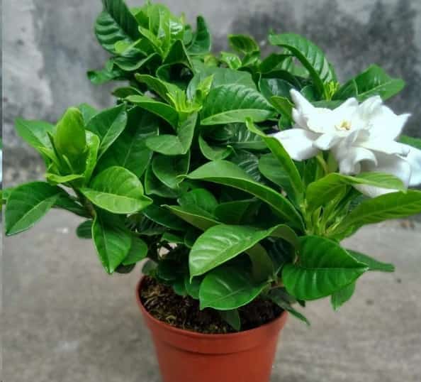 新买的花没两天就蔫了？