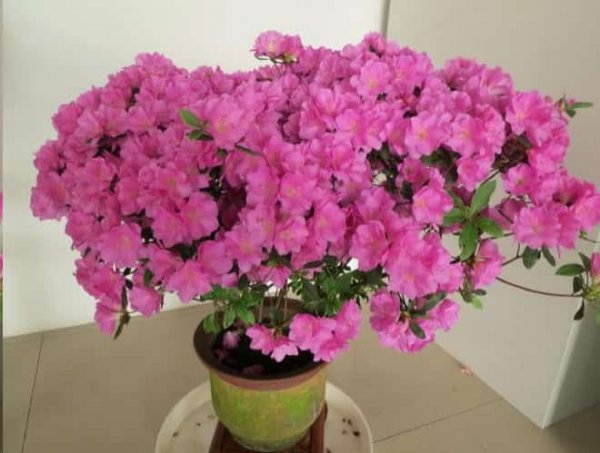 新买的花没两天就蔫了？