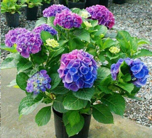 新买的花没两天就蔫了？