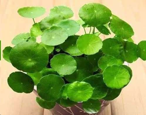 铜钱草怎么养学会这一招