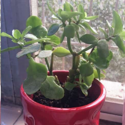 长寿花安全度夏技巧