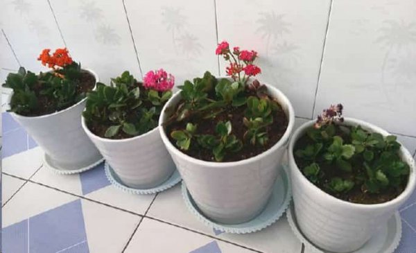 长寿花安全度夏技巧