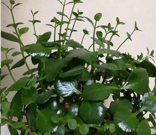 长寿花安全度夏技巧