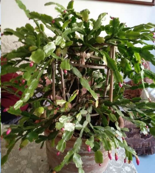 蟹爪兰秋天还是蔫蔫的