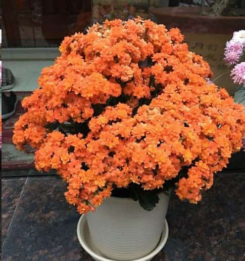 长寿花花苞长了2个月还不开？