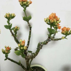 长寿花老桩越长越难看？ 长寿花老桩难看程度与年龄成正比？