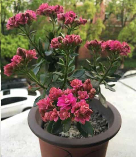长寿花老桩越长越难看？