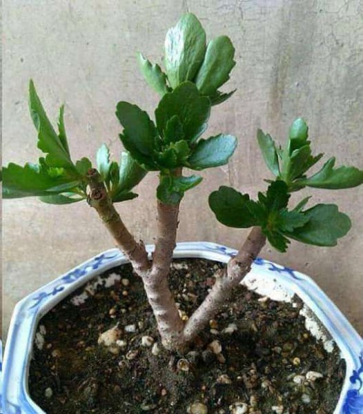 长寿花老桩越长越难看？