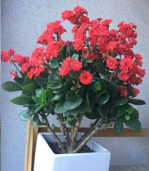 长寿花老桩越长越难看？