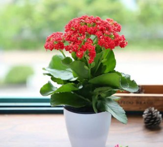 长寿花有些花苞还没开就枯萎了 长寿花花苞未开便凋谢