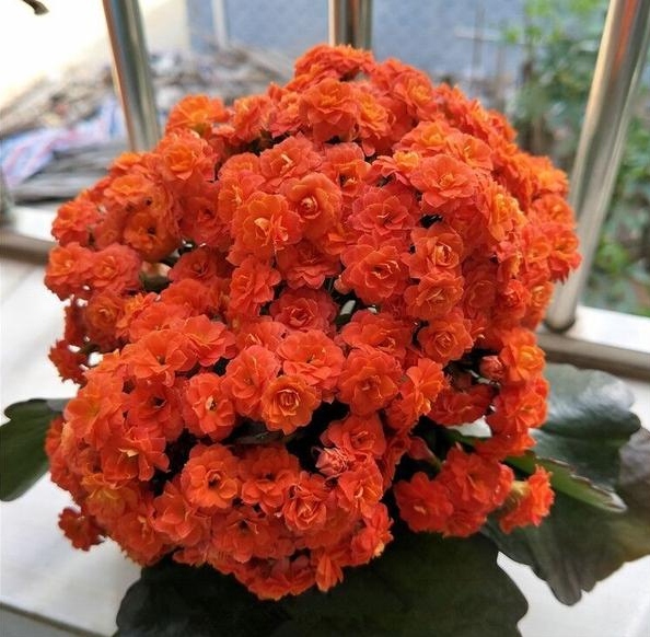 长寿花有些花苞还没开就枯萎了