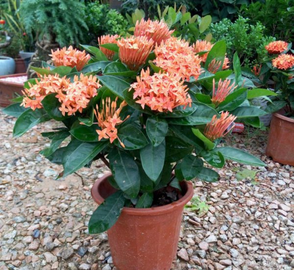 长寿花掉花苞是怎么回事？