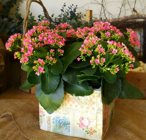 长寿花掉花苞是怎么回事？
