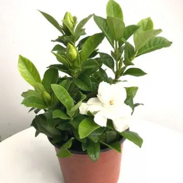 长寿花掉花苞是怎么回事？