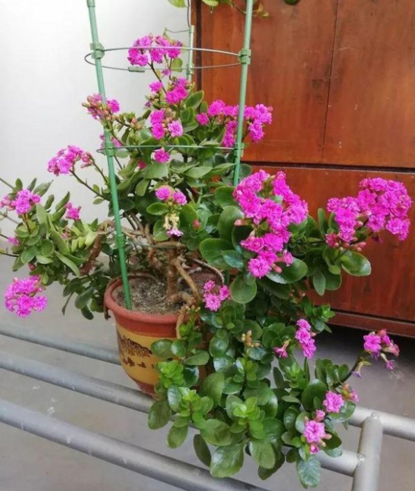 长寿花徒长怎么办？