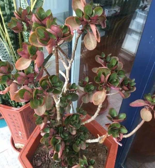 长寿花徒长怎么办？