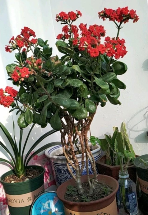 长寿花徒长怎么办？