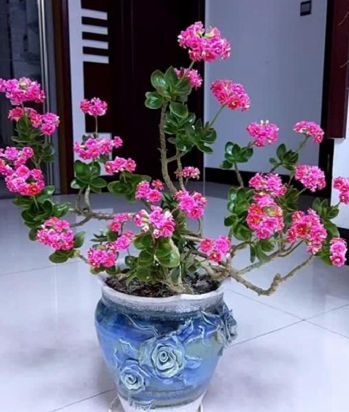 长寿花徒长怎么办？