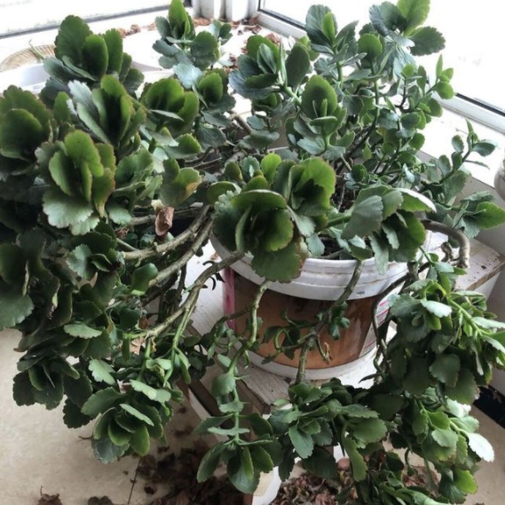 长寿花徒长怎么办？