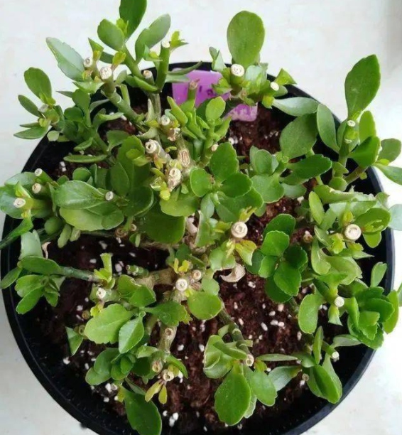 长寿花徒长怎么办？