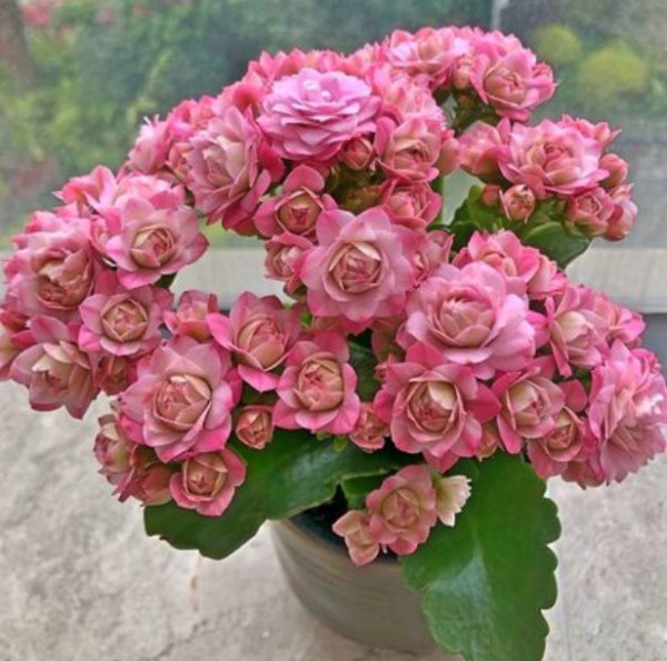 长寿花徒长怎么办？