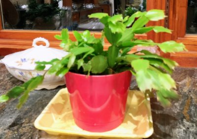 蟹爪兰迟迟不长花苞怎么办？ 蟹爪兰不停掉花苞怎么办？
