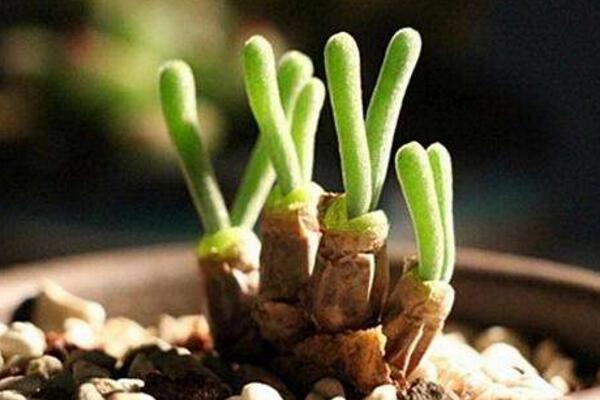 碧光环冬季养护方法