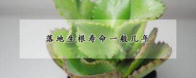 落地生根寿命有多长时间 落地生根的形态特征