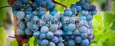 葡萄的品种 葡萄品种一览
多样葡萄种类