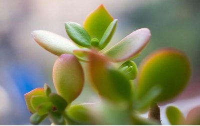 燕子掌植物怎么养 燕子掌的养护技巧