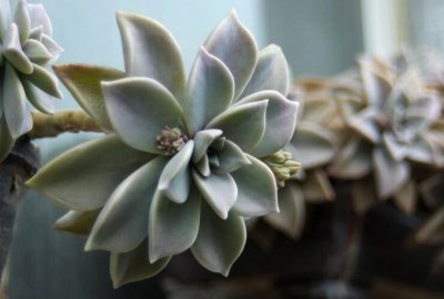 宝石花一年四季的养护方法 如何养宝石花宝石花的四季养护方法介绍