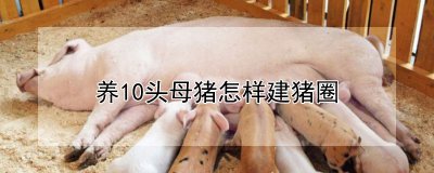 养10头母猪的猪圈修建方法 搭建10头母猪的猪圈方法
