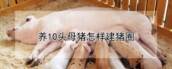 养10头母猪的猪圈修建方法