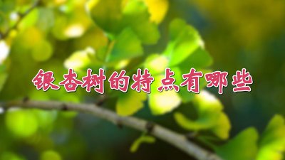 银杏树有什么特点 银杏树的特征是什么？