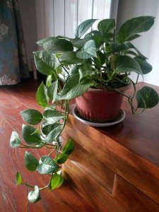 绿萝养不好该怎么办 绿萝护理不当怎么办？